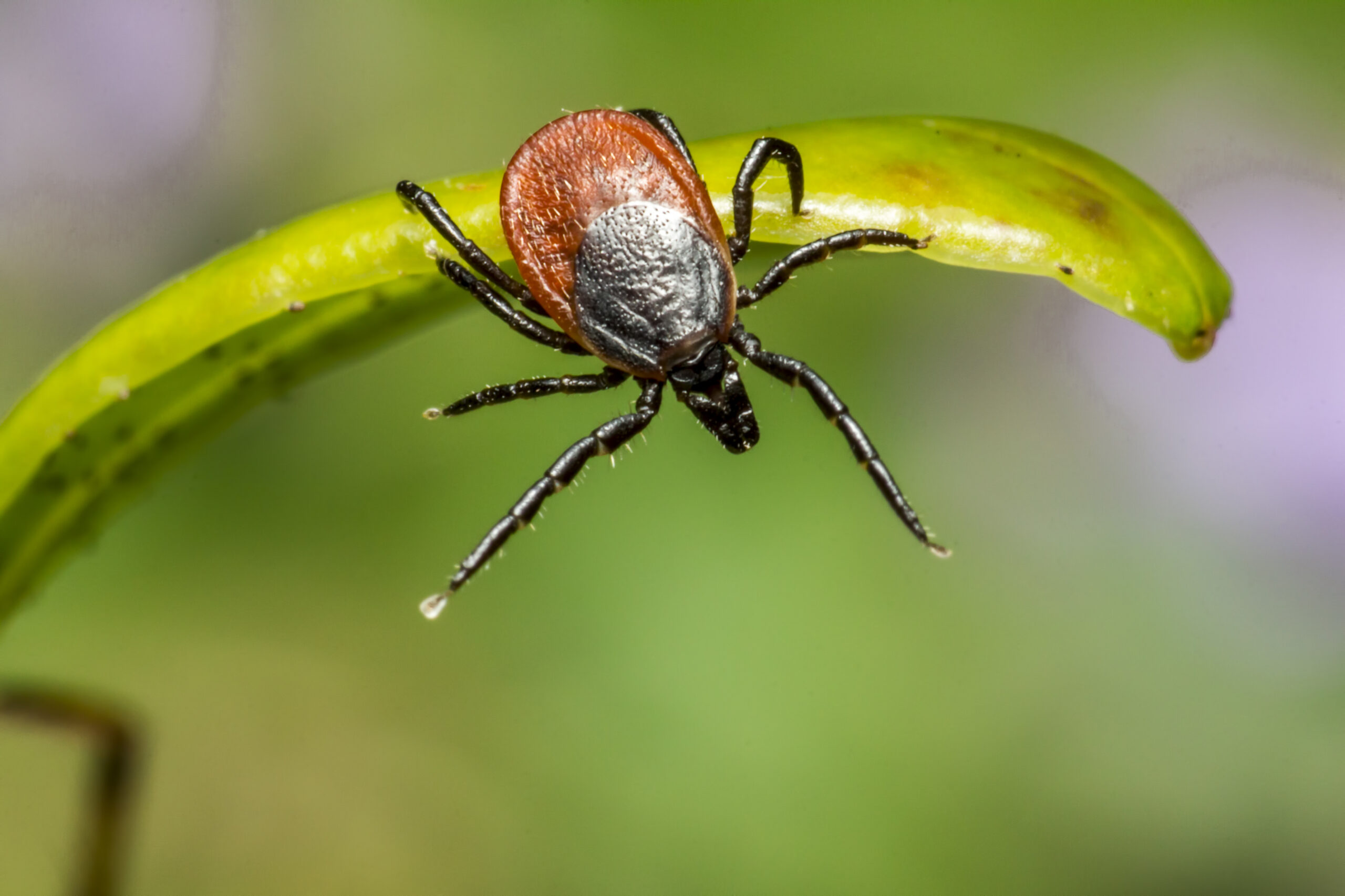Borelioza Lyme Disease (uzupełnienie)