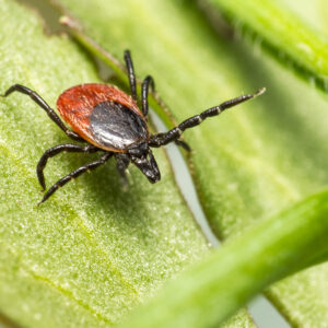 Borelioza Lyme Disease (podstawowa)