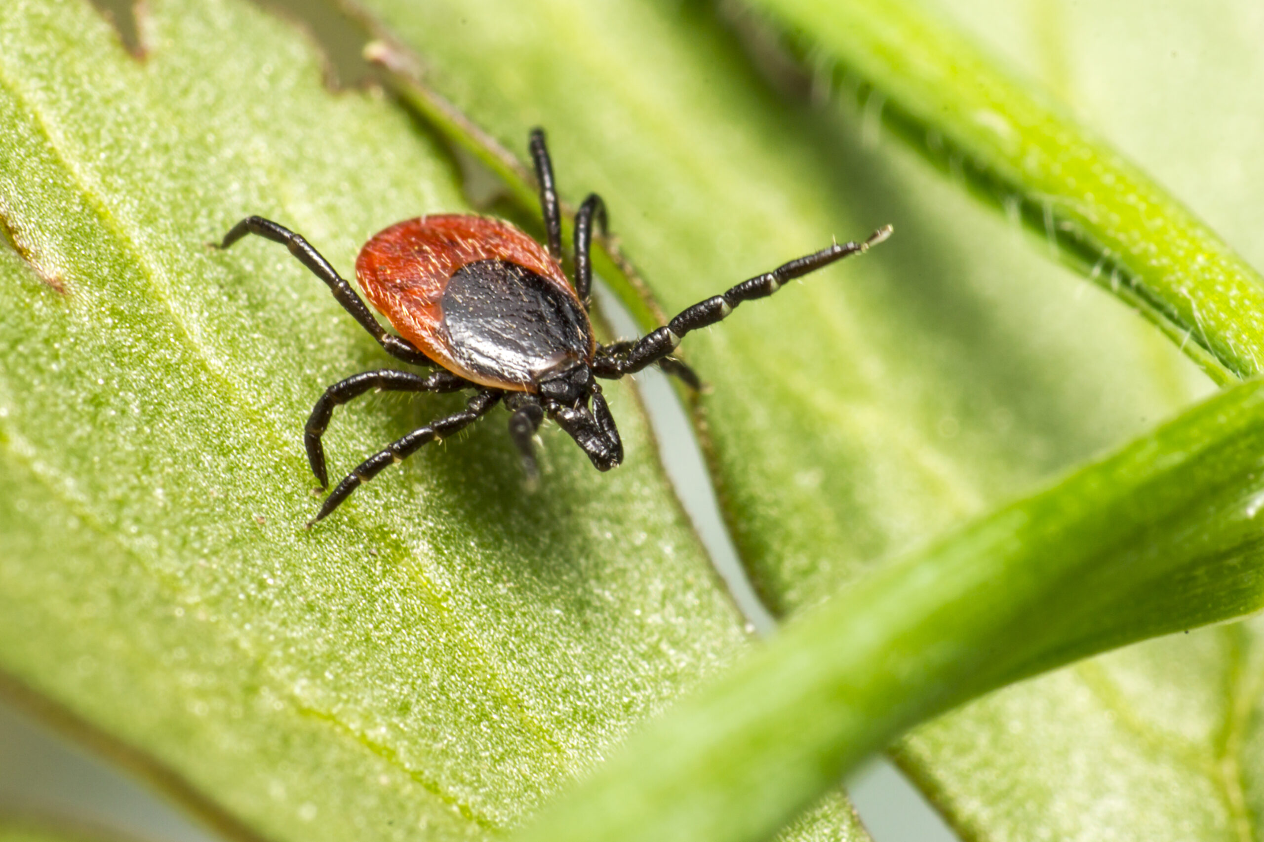 Borelioza Lyme Disease (podstawowa)